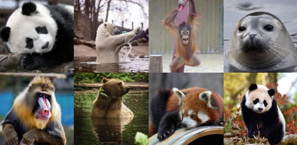 Natura wzywa do... Ouwehands Dierenpark w Rhenen 6 Park (obchodzący wkrótce dziewięćdziesiąte pierwsze urodziny) otwarto 18 czerwca 1932 roku. Ciekawostką jest fakt, iż dzisiejsze rozległe zoo zapoczątkowała… ferma drobiu.