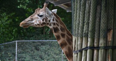 Holandia zoo Rhenen 2023 Ouwehand