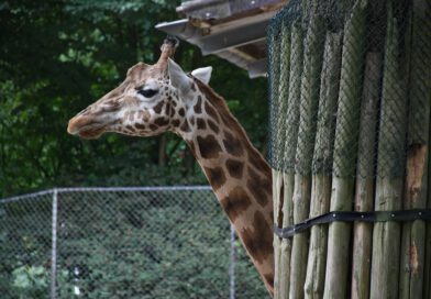 Holandia zoo Rhenen 2023 Ouwehand