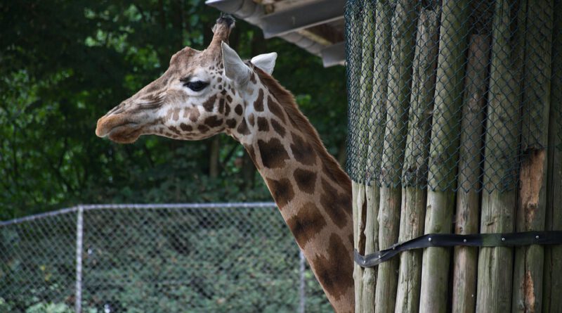 Holandia zoo Rhenen 2023 Ouwehand