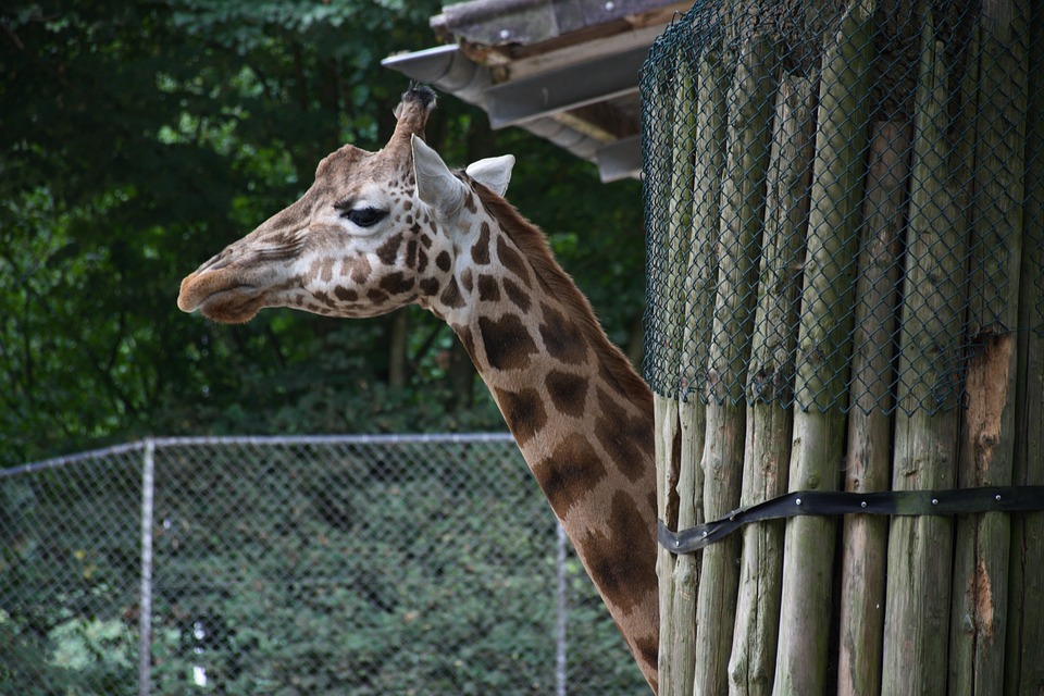 Natura wzywa do... Ouwehands Dierenpark w Rhenen 3 ouwehands dierenpark 3616576 960 720