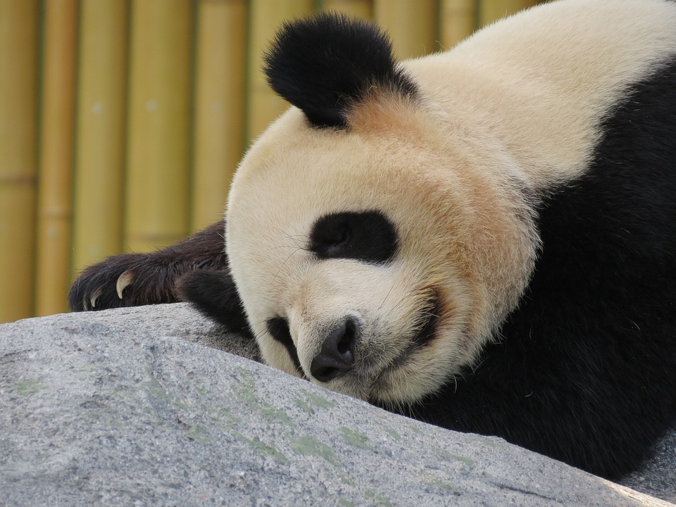 Natura wzywa do... Ouwehands Dierenpark w Rhenen 2 panda 1645495 960 720