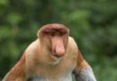 Holandia zoo Apenheul Apeldoorn 2023