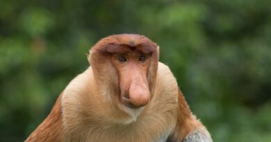 Holandia zoo Apenheul Apeldoorn 2023