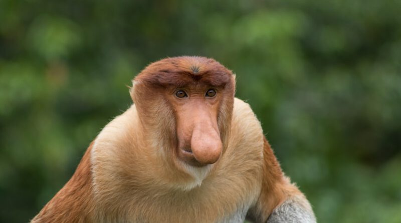 Holandia zoo Apenheul Apeldoorn 2023