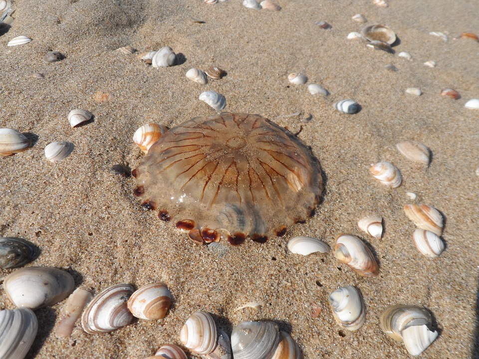 Wassenaarse Slag: Niezwykła plaża, na której spotkasz rodzinę królewską 12 netherlands 2558718 960 720