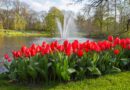 Holandia Keukenhof koniec 2023