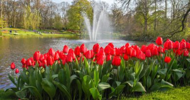 Holandia Keukenhof koniec 2023