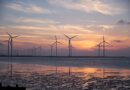 Holandia ptaki Morze Północne energia odnawialna farma wiatrowa