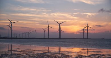 Holandia ptaki Morze Północne energia odnawialna farma wiatrowa