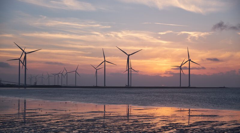 Holandia ptaki Morze Północne energia odnawialna farma wiatrowa