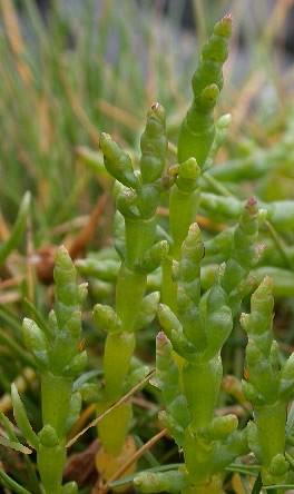 Norfolk Samphire