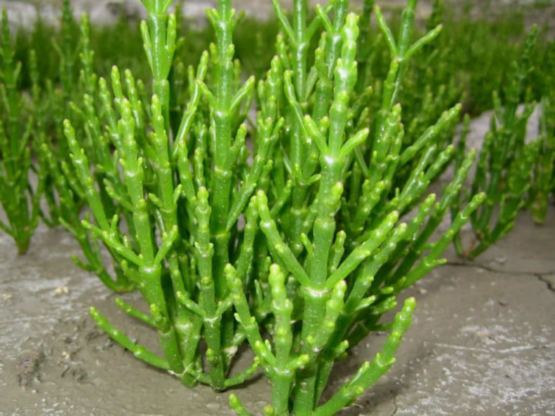 Salicornia europaea Common Glasswort 788x591 1