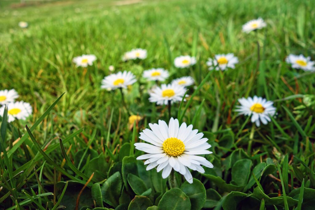 common daisy 3309145 1280