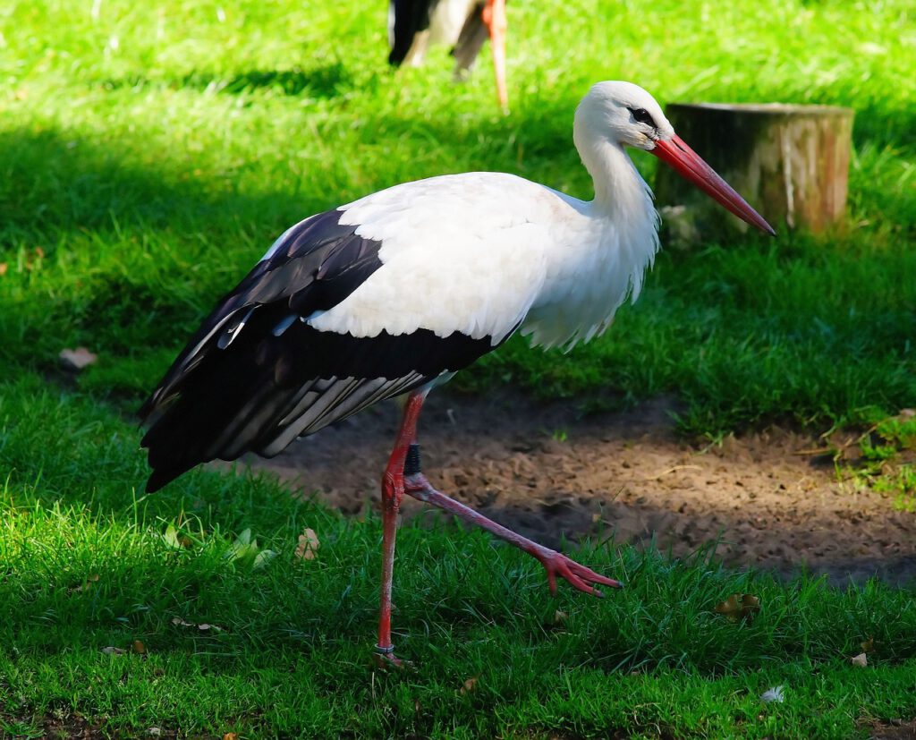 bird 1619979 1280