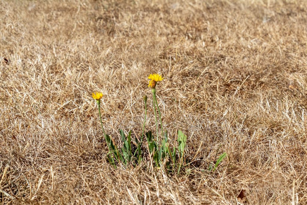 drought 3589606 1280