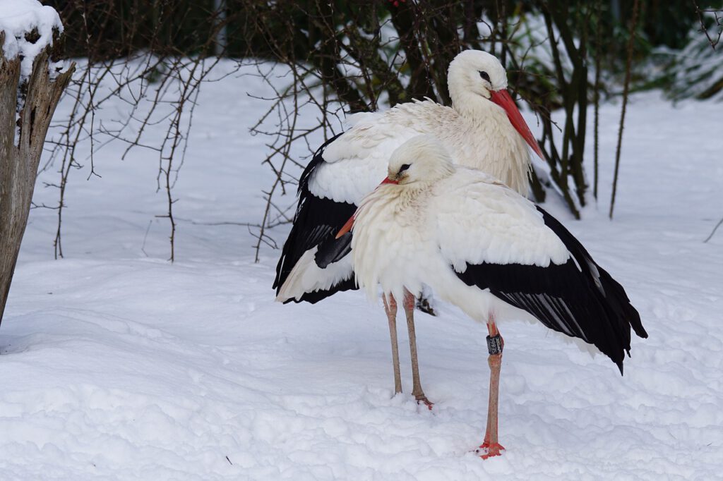 stork 1145037 1280
