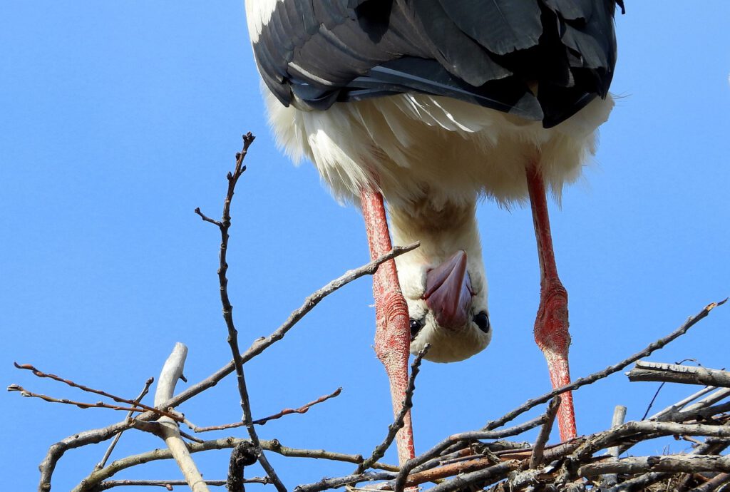 stork 4098979 1280