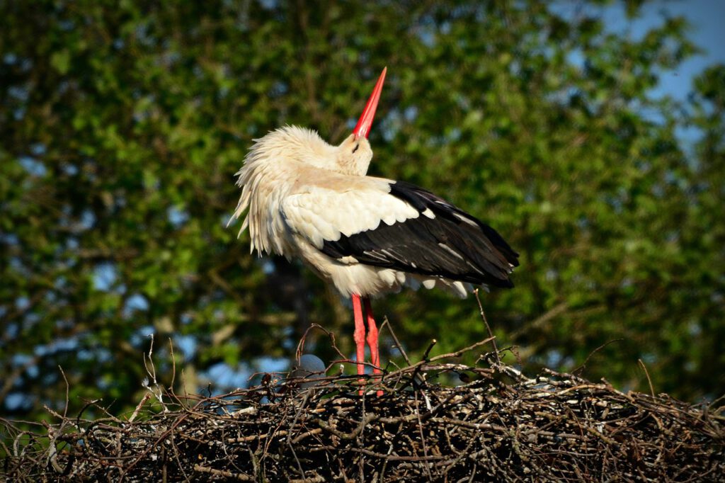 stork 4148111 1280