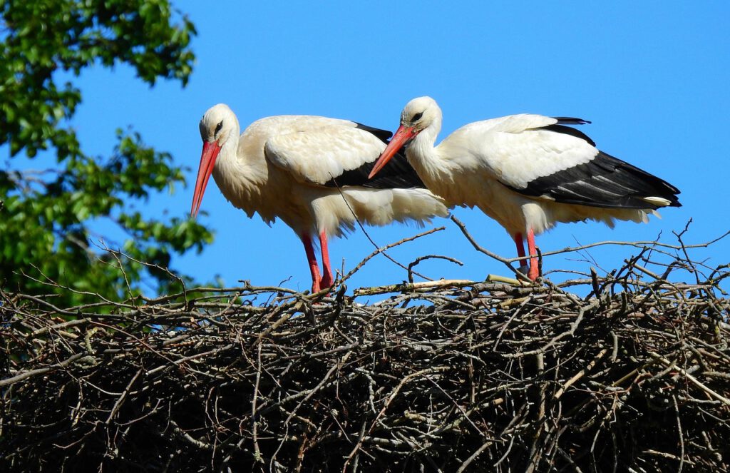 stork 5240674 1280