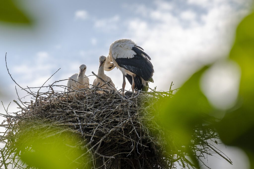 storks 6519599 1280