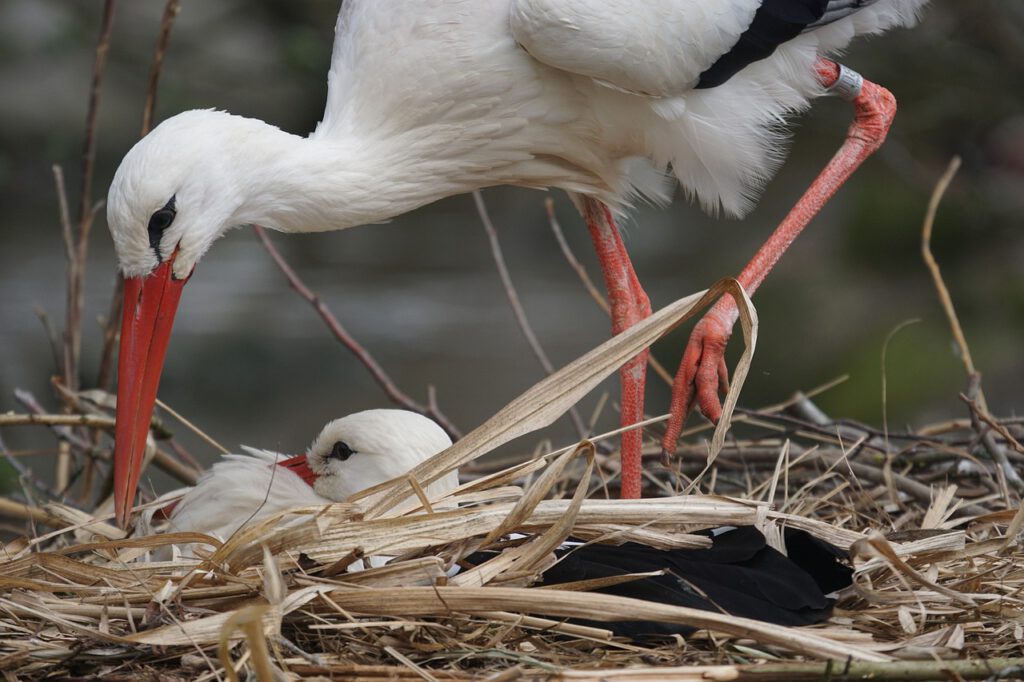 white stork 1300961 1280