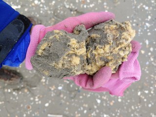 Fotos Waddeneilanden BBCT 2023 I Stichting De Noordzee 6 Paraffine 320x240 2