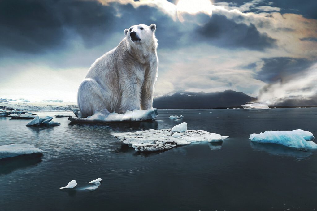 polar bear 4443364 1280