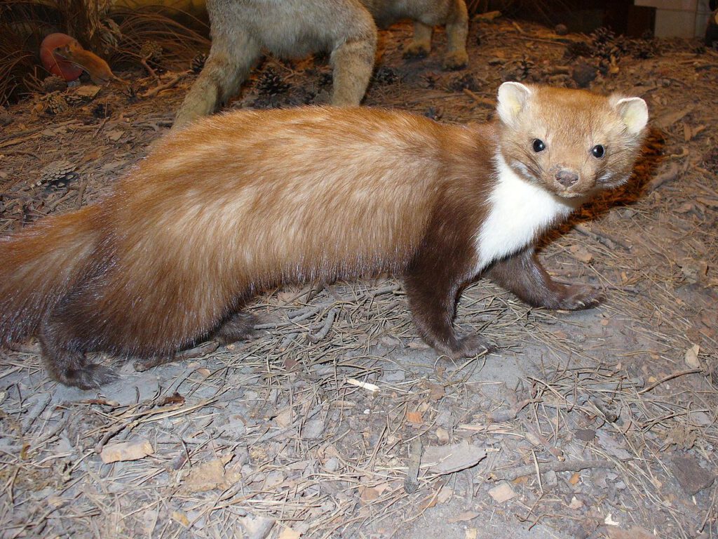 1280px Beech Marten
