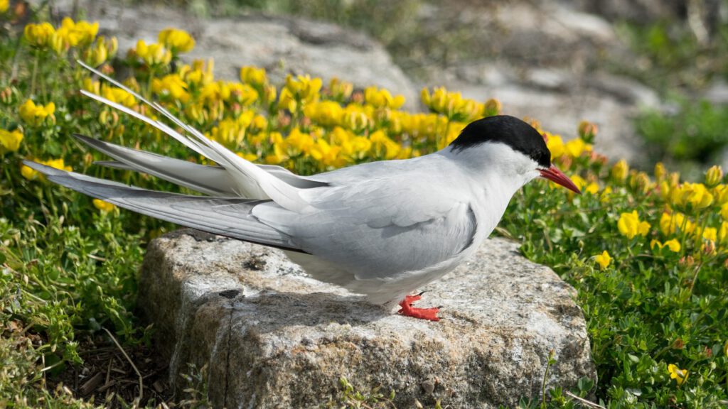 arctic tern 5137577 1280
