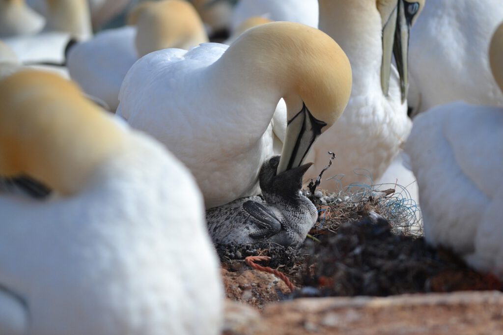 northern gannet 2822767 1280