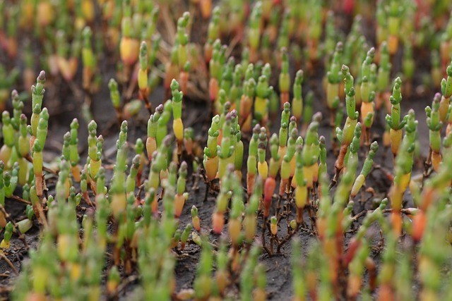 samphire 4001104 640