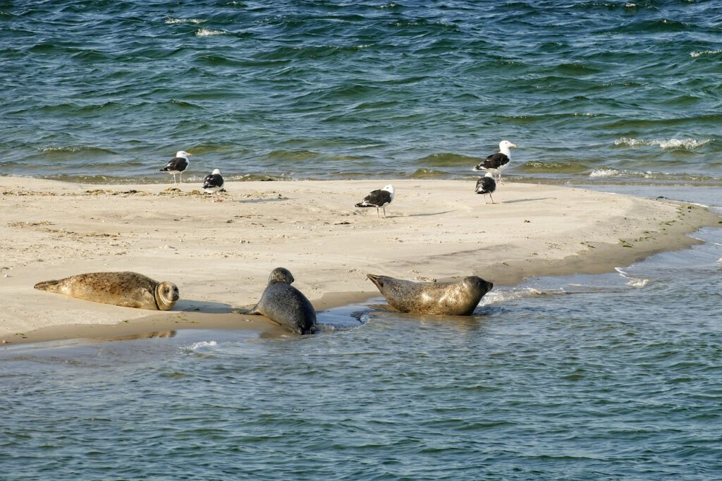 seal 4446669 1280
