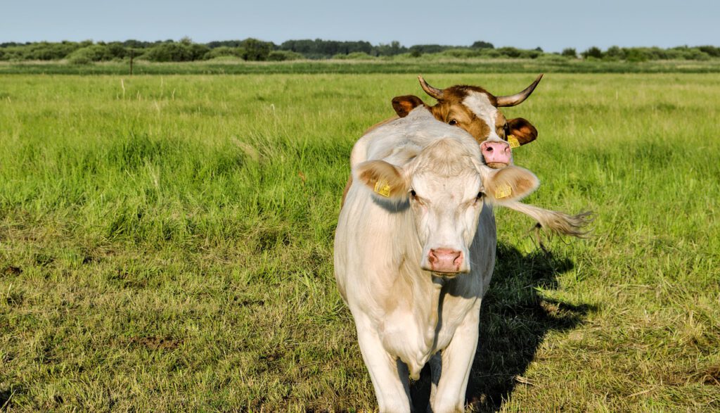 cows 7320678 1280