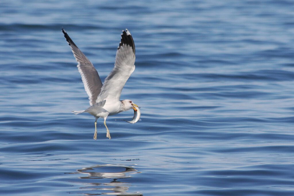 gull 5048908 1280