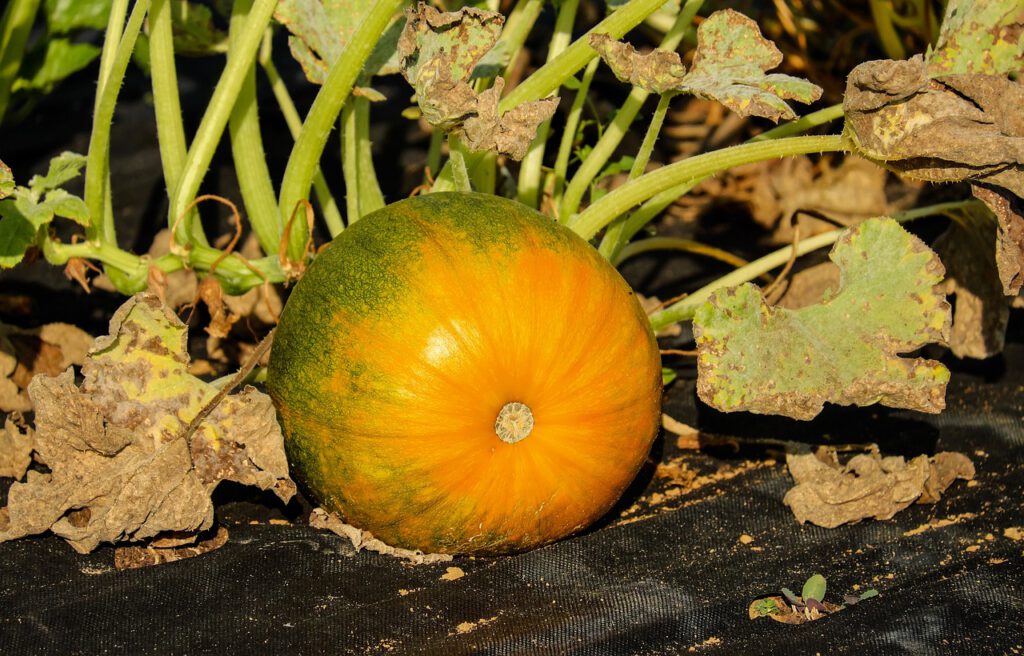 pumpkin 1685550 1280