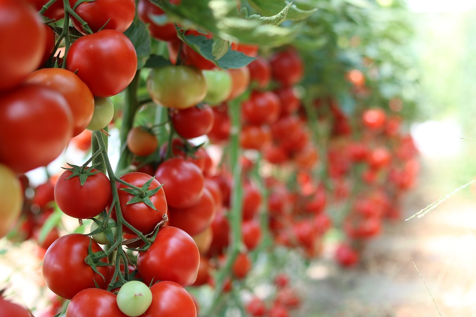 tomatoes 3016550 960 720