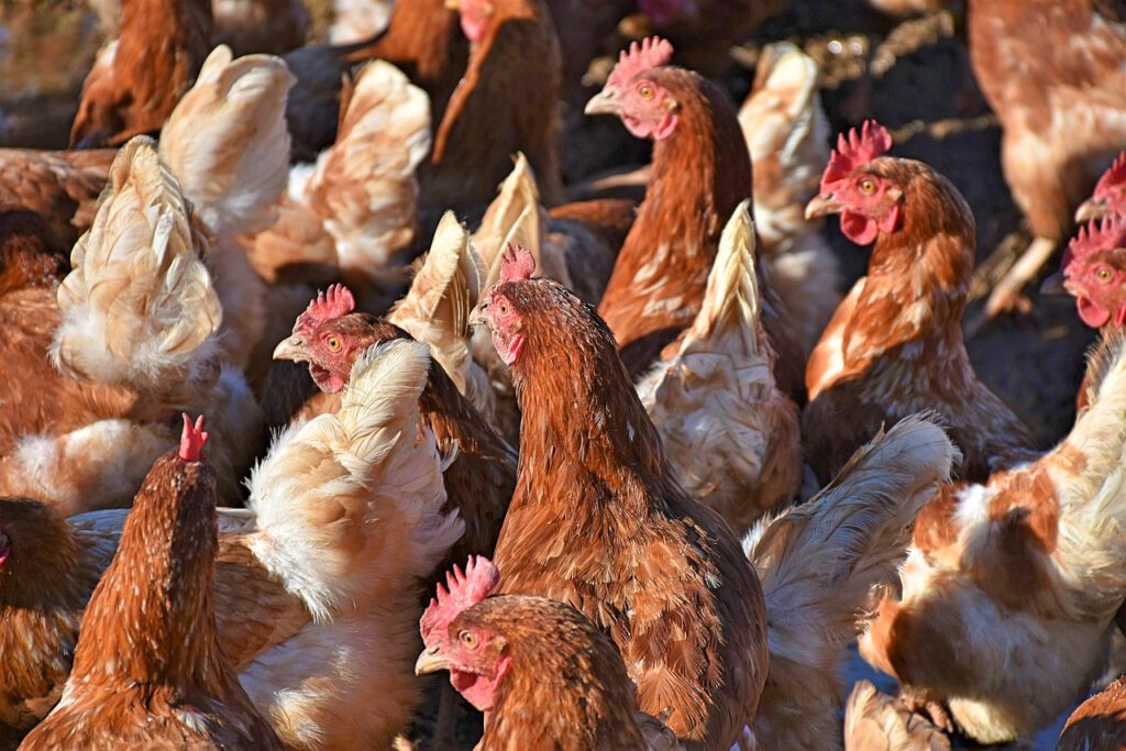 chickens 3949199 1280