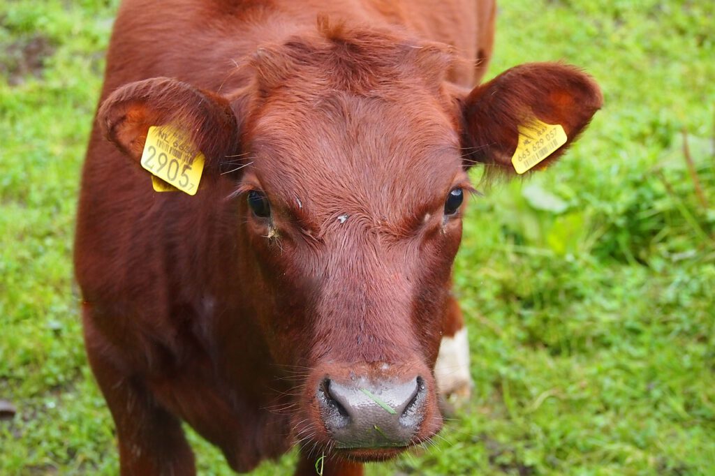 cow 795550 1280