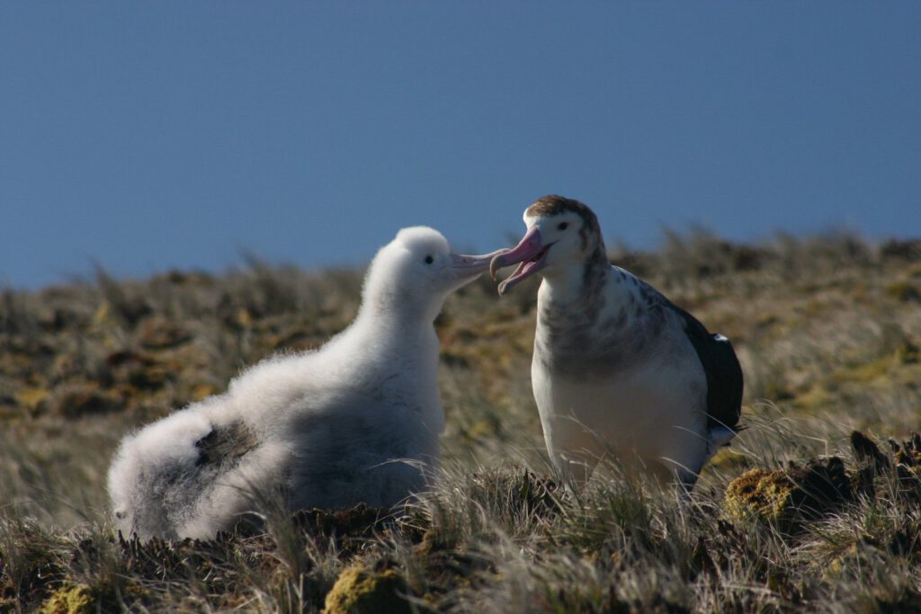albatros