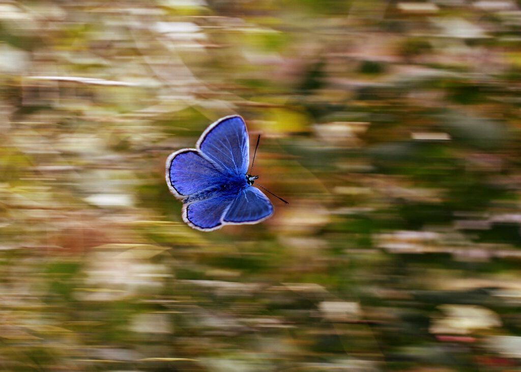 butterfly 2837589 1280