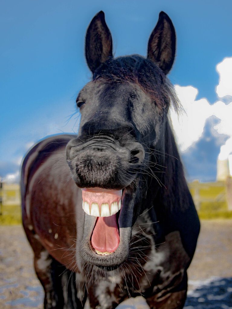 horse 1844792 1280