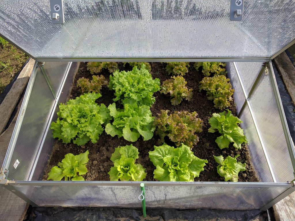 mini greenhouse 1890254 1280