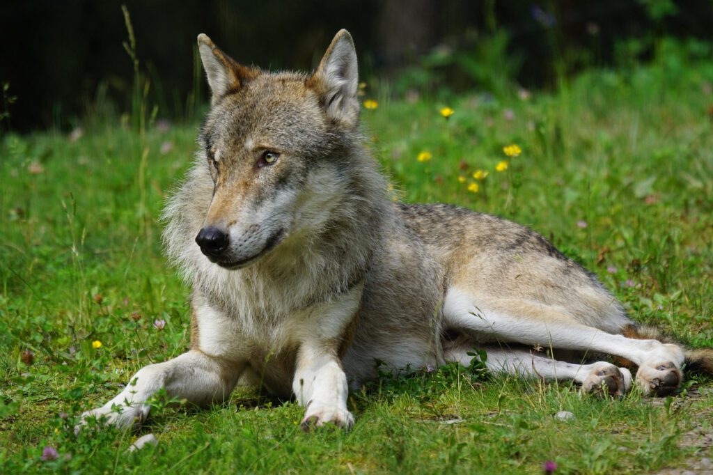wolf 1482479 1280