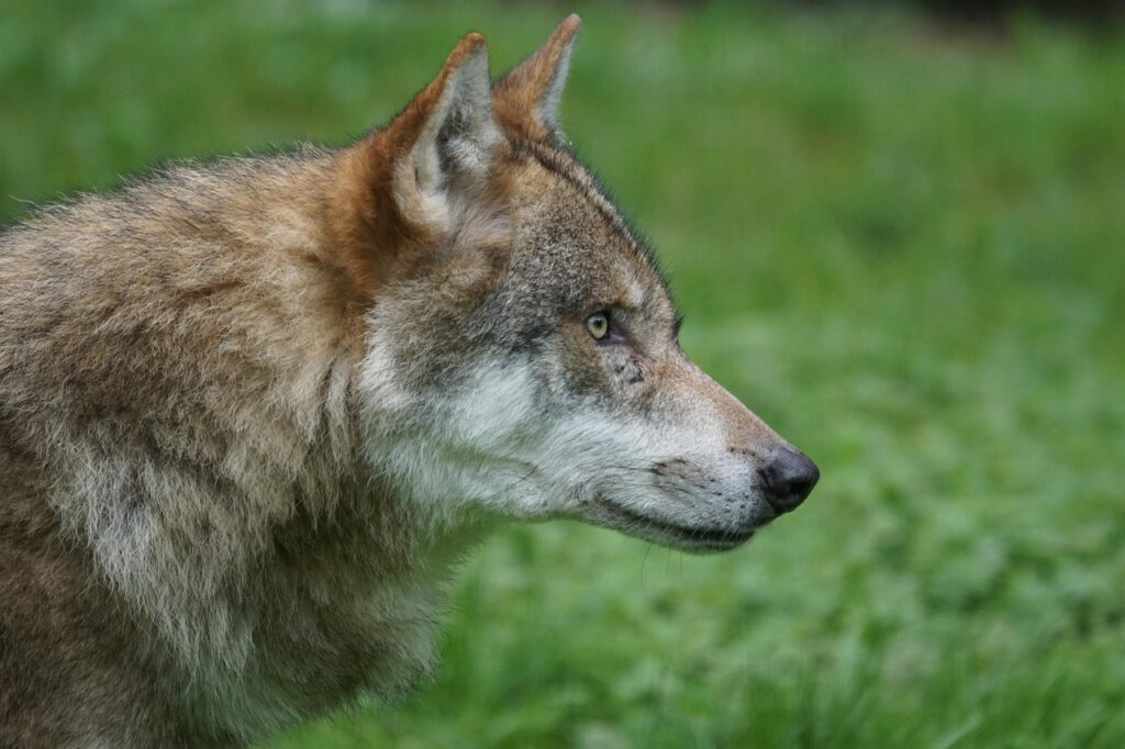 wolf 1682752 1280