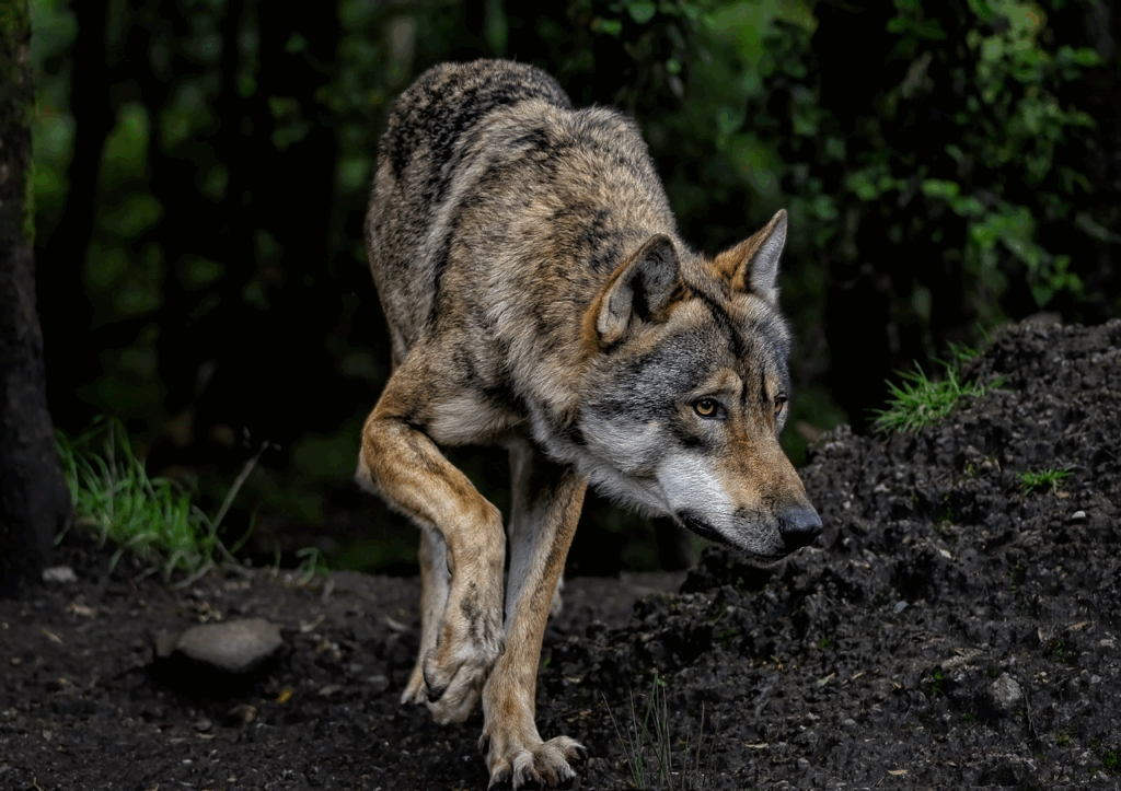 wolf 8199785 1280